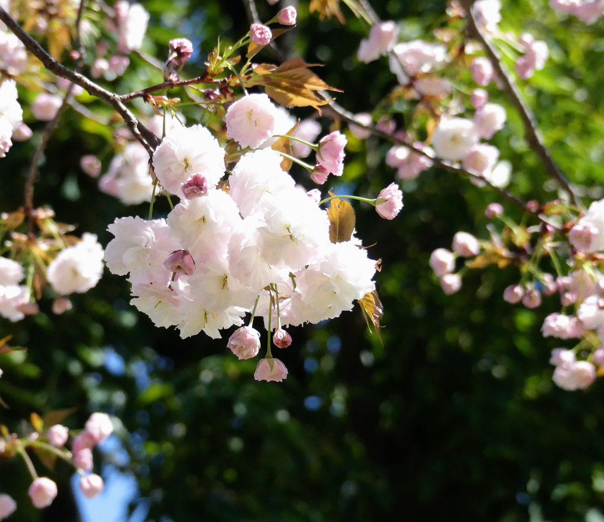 何時もの
桜通り🌸🌼

八重の桜が綺麗です

#茨木市
#桜通り