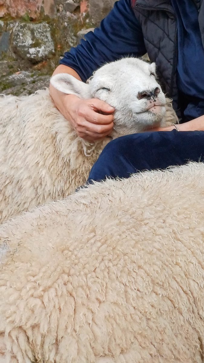 More Leighton love for #SundayVibes 

#arnbegfarmstayscotland #sheep