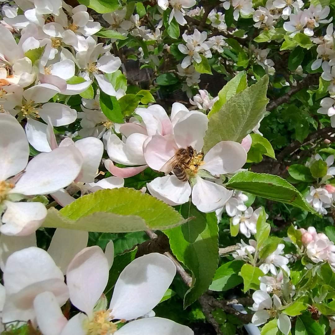 On National Great Poetry Reading Day (April 28th) The Bee and the Blossoms by John B. Tabb 'Why stand ye idle, blossoms bright, The livelong summer day?' 'Alas! we labour all the night For what thou takest away. More bee poetry at: discoverpoetry.com/poems/bee-poem…