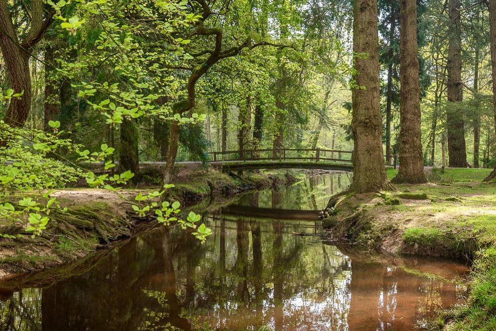 #hampshirephotography #woodlands #green #nature #bridge #treephotography🌳 #newforest