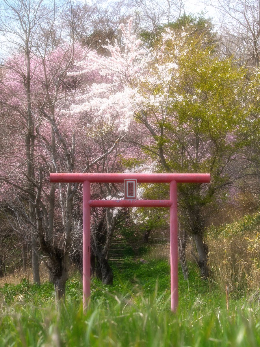 muroranyakei's tweet photo. 桜満開の陣屋稲荷神社に神が現われた

タップで拡大して探してみてね🦊 https://t.co/ODlSPB2YD3