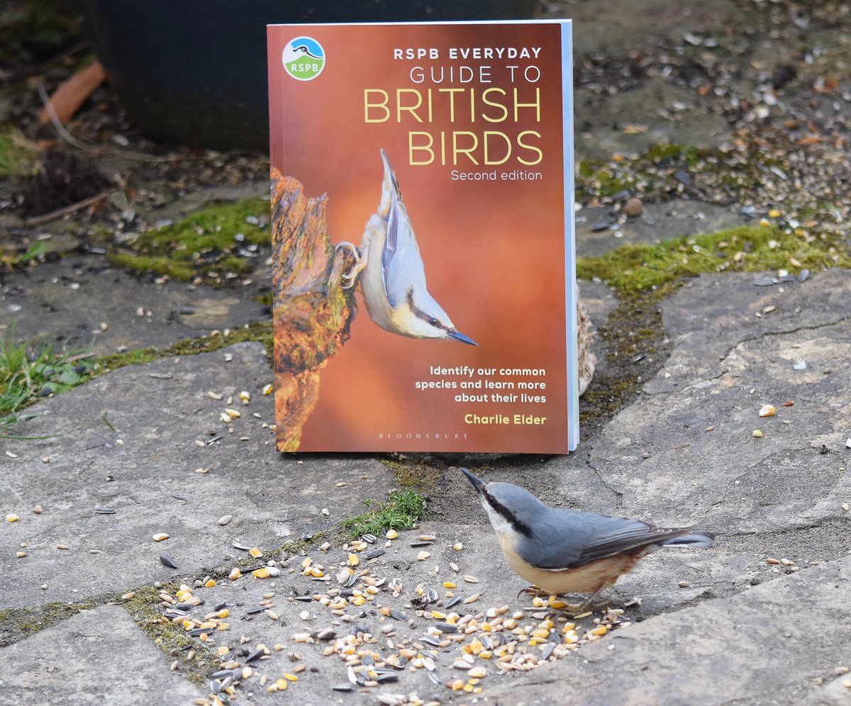 I told you that you were a cover star!

Nuthatch admiring the new second edition of the RSPB Everyday Guide to British Birds.

#RSPB <a href="/chiffchat/">Bloomsbury Wildlife</a> <a href="/Natures_Voice/">RSPB</a>