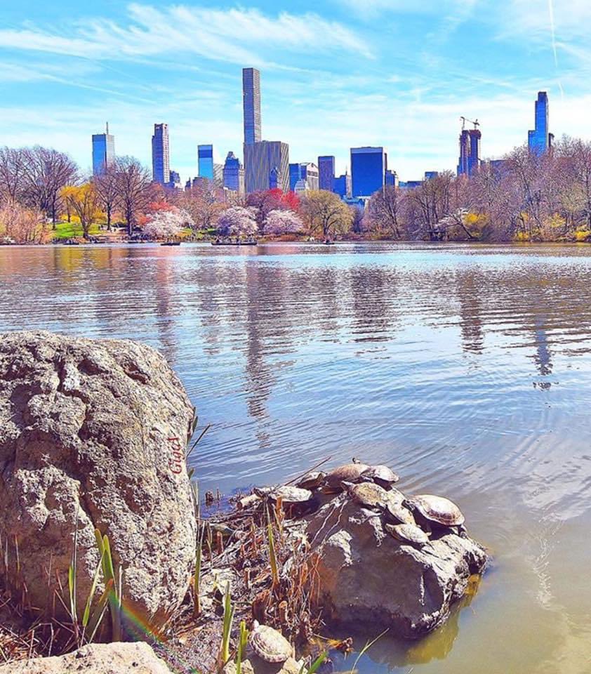 Central Park, New York
#centralpark #newyork #travel #cityscapes #X #destinations #photography  #scenery