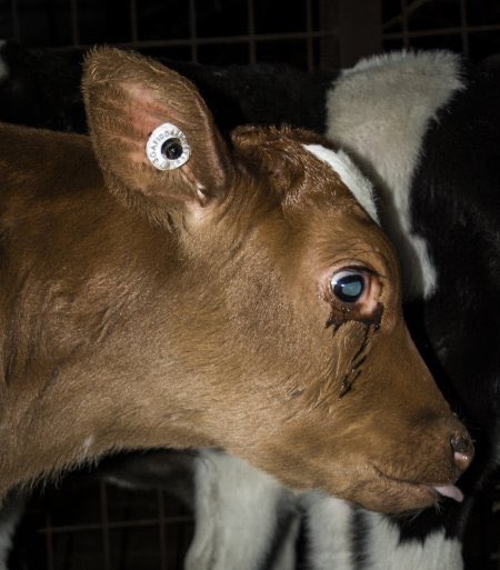 They feel like we do.

#calf
#tears
#meatismurder
#slaughterhouse