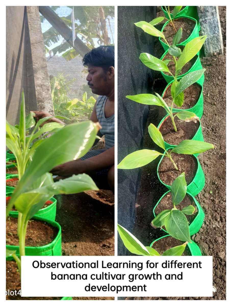 Banana Phenomics studies for different banana cultivar growth and development stage <a href="/BiovIntCIAT_eng/">Alliance of Bioversity International and CIAT</a> <a href="/MICHAELSELVARA7/">MICHAEL GOMEZ SELVARAJ - Phenomics Lab</a> <a href="/CGIAR/">CGIAR</a>