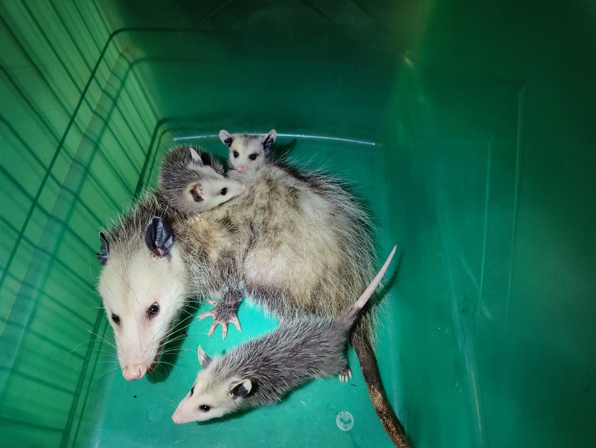 Vile Little Worm tweet media