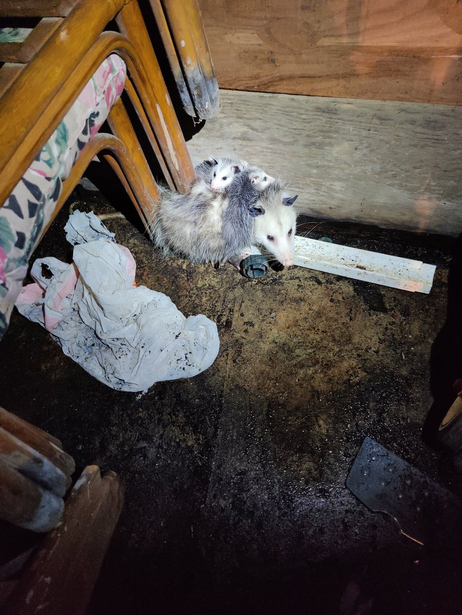 Vile Little Worm tweet media