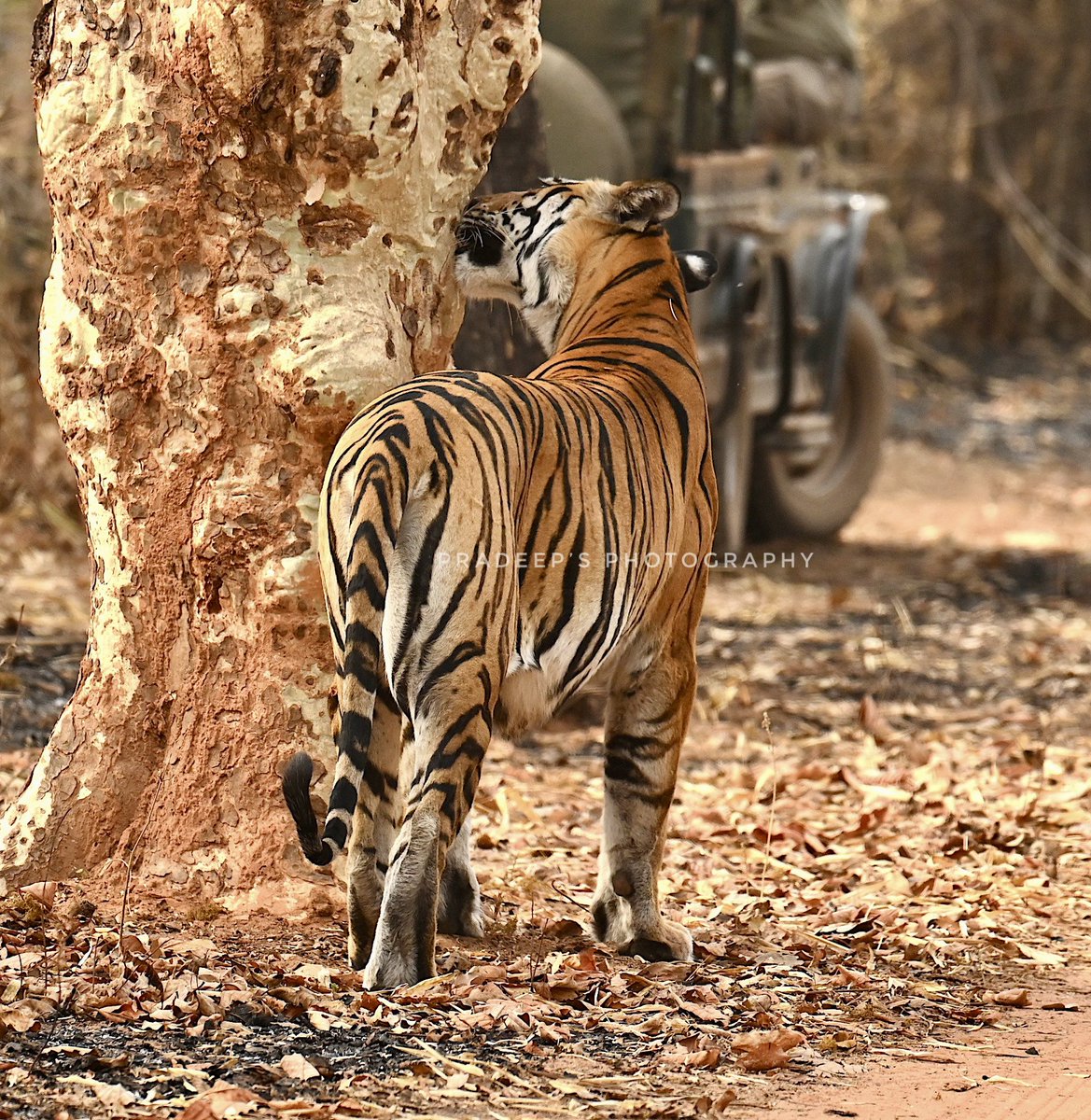 Ohhhh i love this tree  🌳 #bandhavgarhnationalpark 
#tigerpradeepsingh #pradeepswildlifeexpeditions #tigerprasangsingh #tigersafariwithpradeepsingh 
#netgeotravel #netgeowild #nationalgeographic #bbcearth #bbctravel  #sanctuaryasia #natureinfocus  #incredibleindia