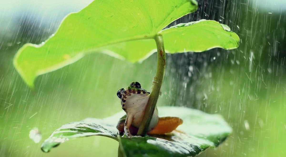 ldblive's tweet photo. Save the frogs day, il 28 aprile si celebra la rana
All’Isola del Giglio nuove zone umide per salvare il ranocchio. Save the prince si occupa di mappare le strade attraversate dagli anfibi: come partecipare
https://t.co/W3BiAW5I3X 
#SavetheFrogsDay
#savetheprince
#28aprile https://t.co/hGQlN00XYr