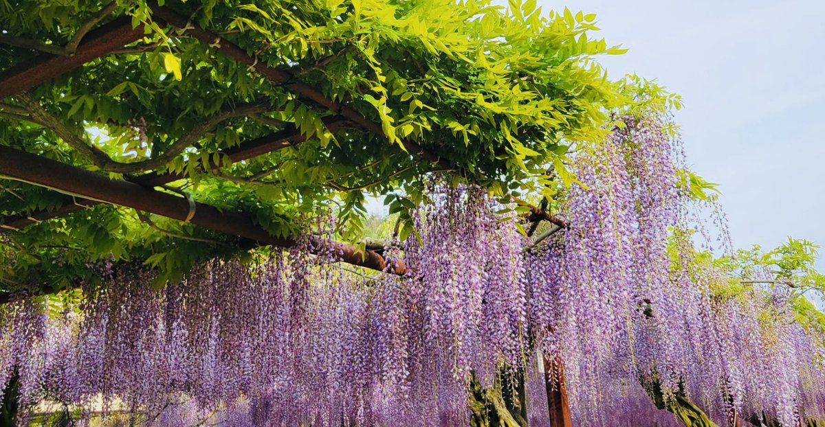 岡山県、藤公園。
息子がキレイな藤の花の写真を見せてくれたよ😊