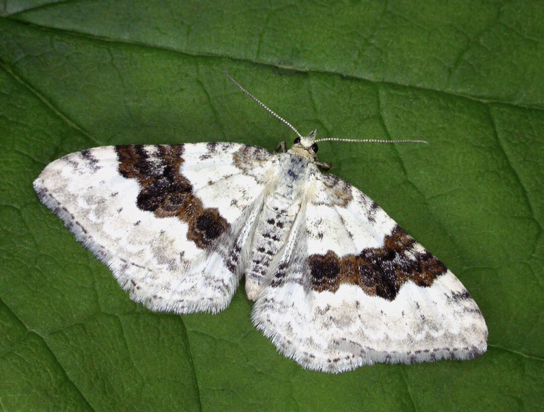 Recent paper led by @EJHickinbotham uses @savebutterflies & @GardenMoths data to investigate phenology changes in 149 moth species in Eng & Wales. Unsurprising headline = moth phenology is changing over time. But many nuances 1/5🧵link.springer.com/article/10.100…