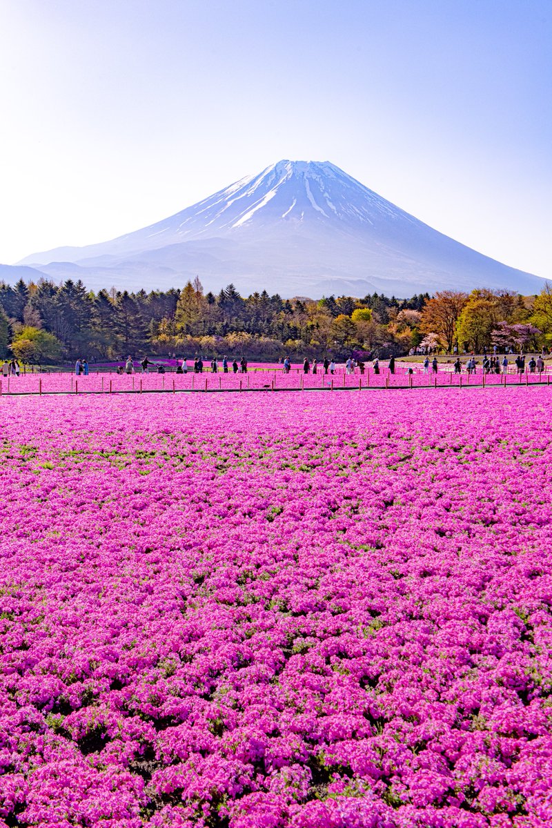今年も富士山の麓に咲く一面の芝桜が美しいです