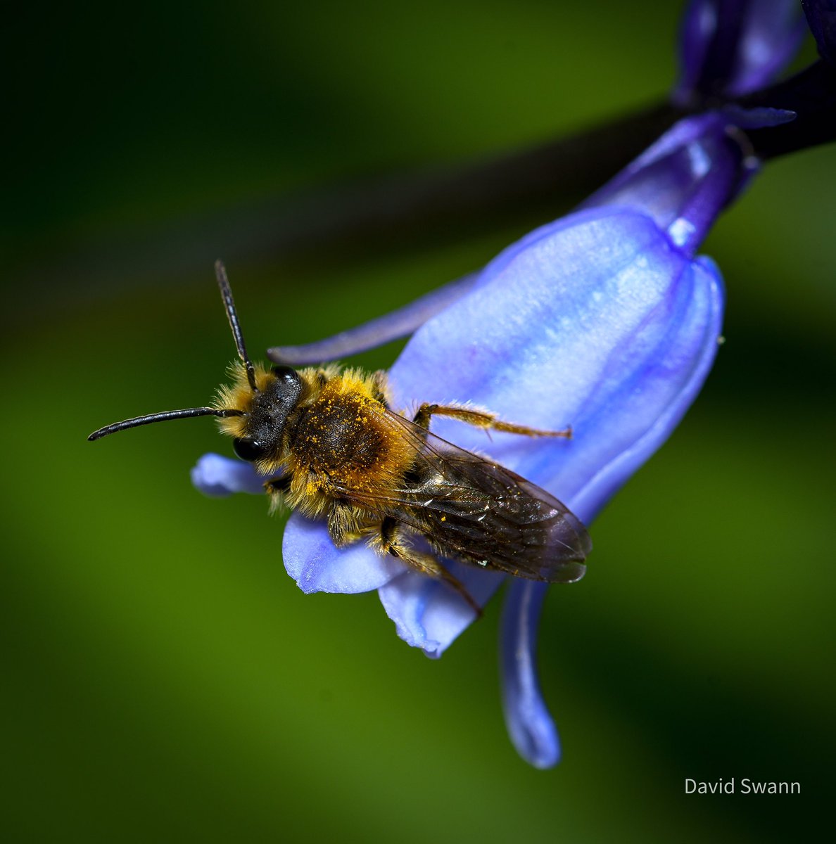 Bee on Bluebell. @Natures_Voice @NorthYorkMoors @YorksWildlife @WoodlandTrust @MacroHour @CUPOTYawards @ThePhotoHour
