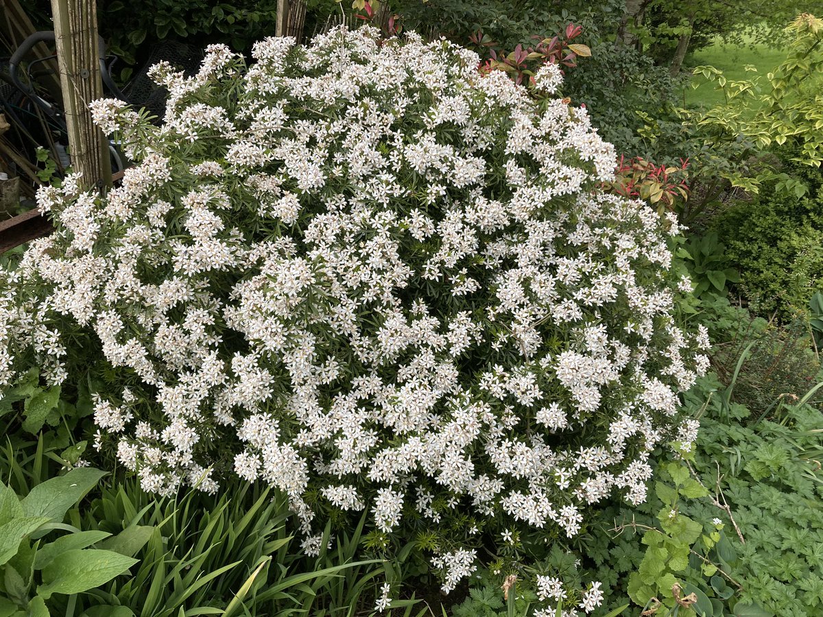 Lots of blossom and wonderful scent from this in the garden.