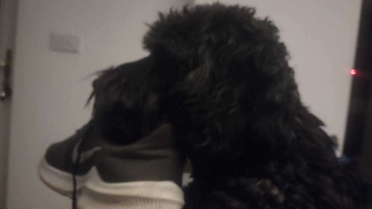 He's nicked my trainer ...... little devil