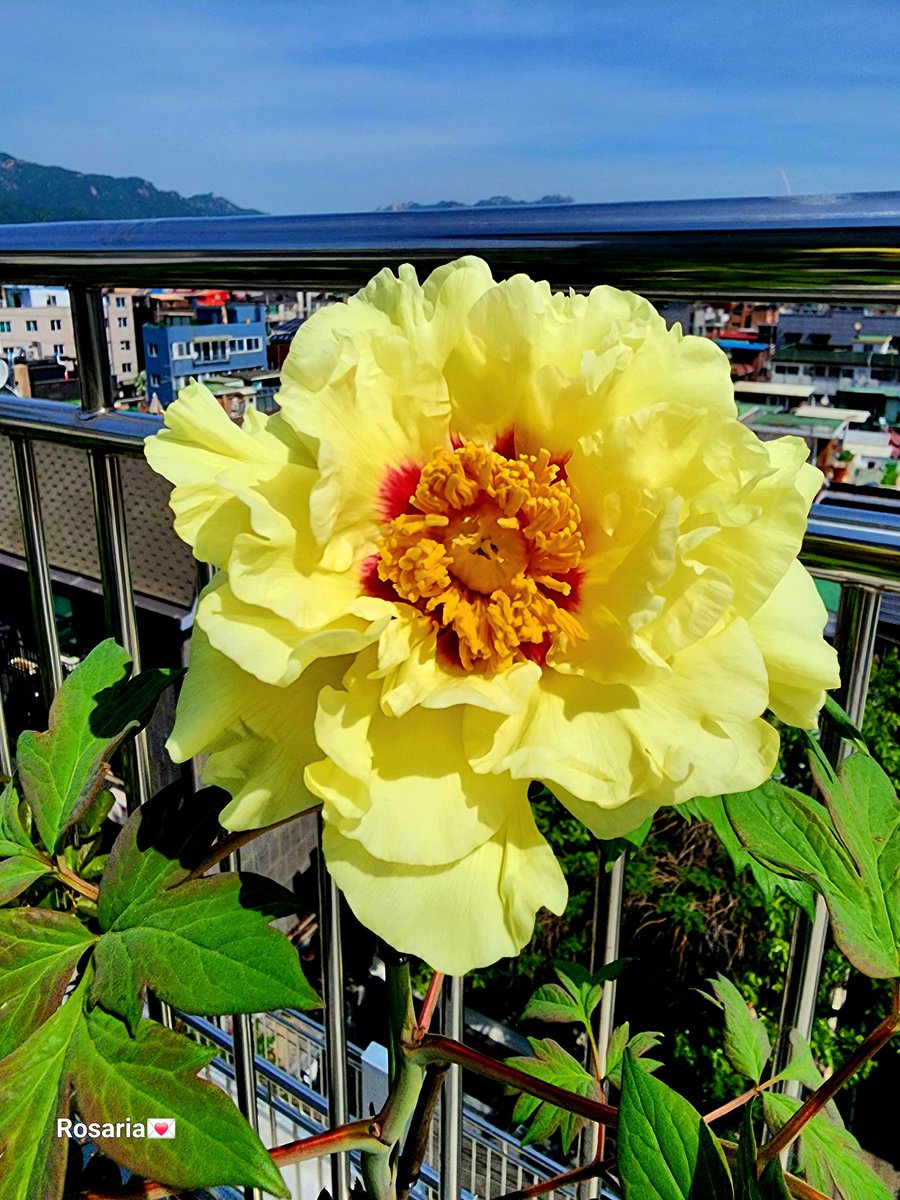 #黃冠_ 선물로 받아놓고
내년에나 꽃을 보려나 했다.
주먹만 한 봉우리가 열리더니
보름달 같은 목단이 피었다.
그리운 사람이 꽃으로 오셨나?

꽃 피는 봄날에 올게요... 해놓고
봄꽃은 속절없이 다 져버렸는데
목단이 피었다고
안부를 적습니다.