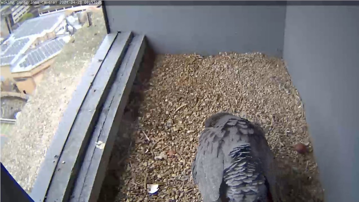 The first egg has hatched, still waiting for a sighting of the chick...