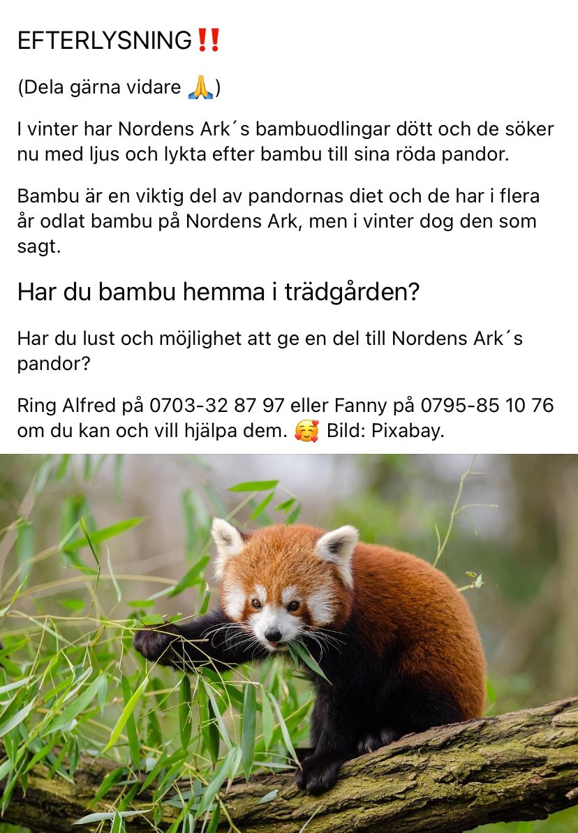 Har du BAMBU hemma?
Nordens Arks röda pandor har ingen bambu att äta då plantorna dog i vinter. 🥺