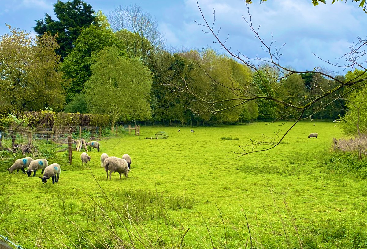 After church ⛪️ a look at some lambs 🐑 and breakfast  🍳 in #Swaffham Cafe 🍽️ ahead of another wet Sunday