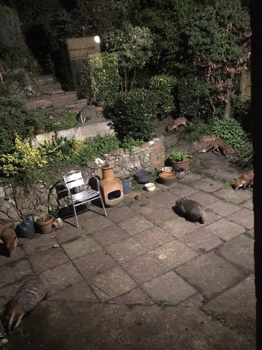 It’s very busy with #wildlife #nature in my garden #fox #badger #endthecull 
Foxes 4 -Badgers 3