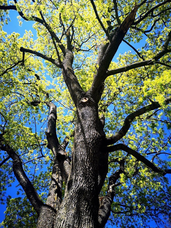 GM ☀️
#SundayYellow Maple #trees
#nature