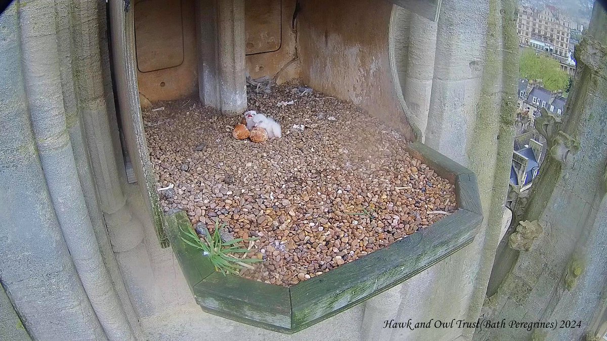 Bath Peregrines tweet media