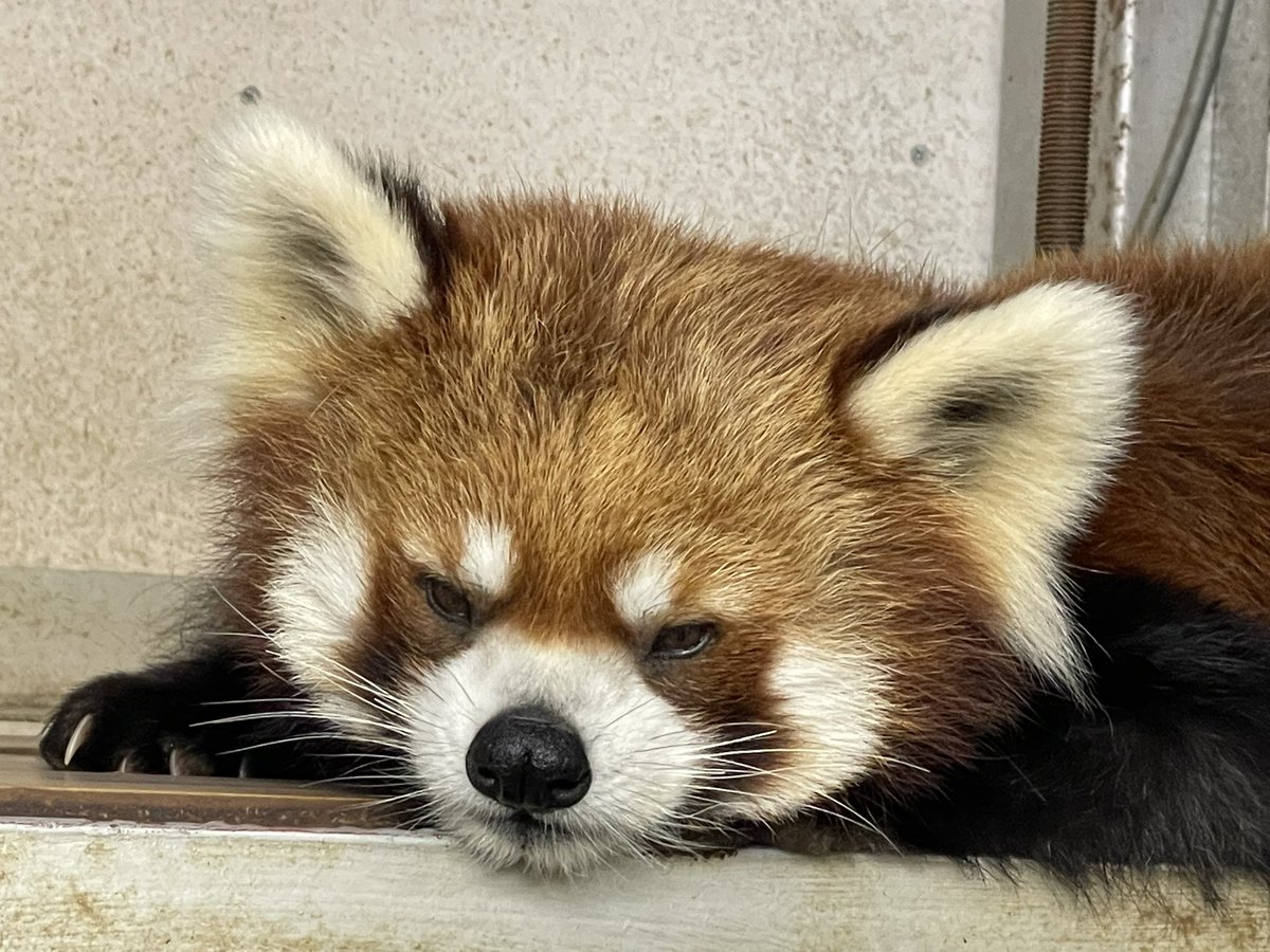 寝室にてまったり過ごすレッサーパンダたち 本日もお疲れさまでした！ #鯖江市西山動物園 #レッサーパンダ #モッチー #かのこ #かんた #たいよう