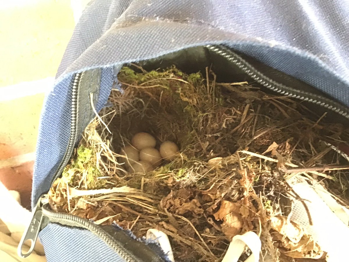 'Step aside and trust in nature, life will find a way.🌎💚 🐦🐦How inventive is this? An abandoned school bag outside PE has become home to a Robin family. 🐦🐦 Thank you, @RSPBNI, for your guidance this week.🐦 @Eco_SchoolsNI @UlsterWildlife @KeepNIBeautiful