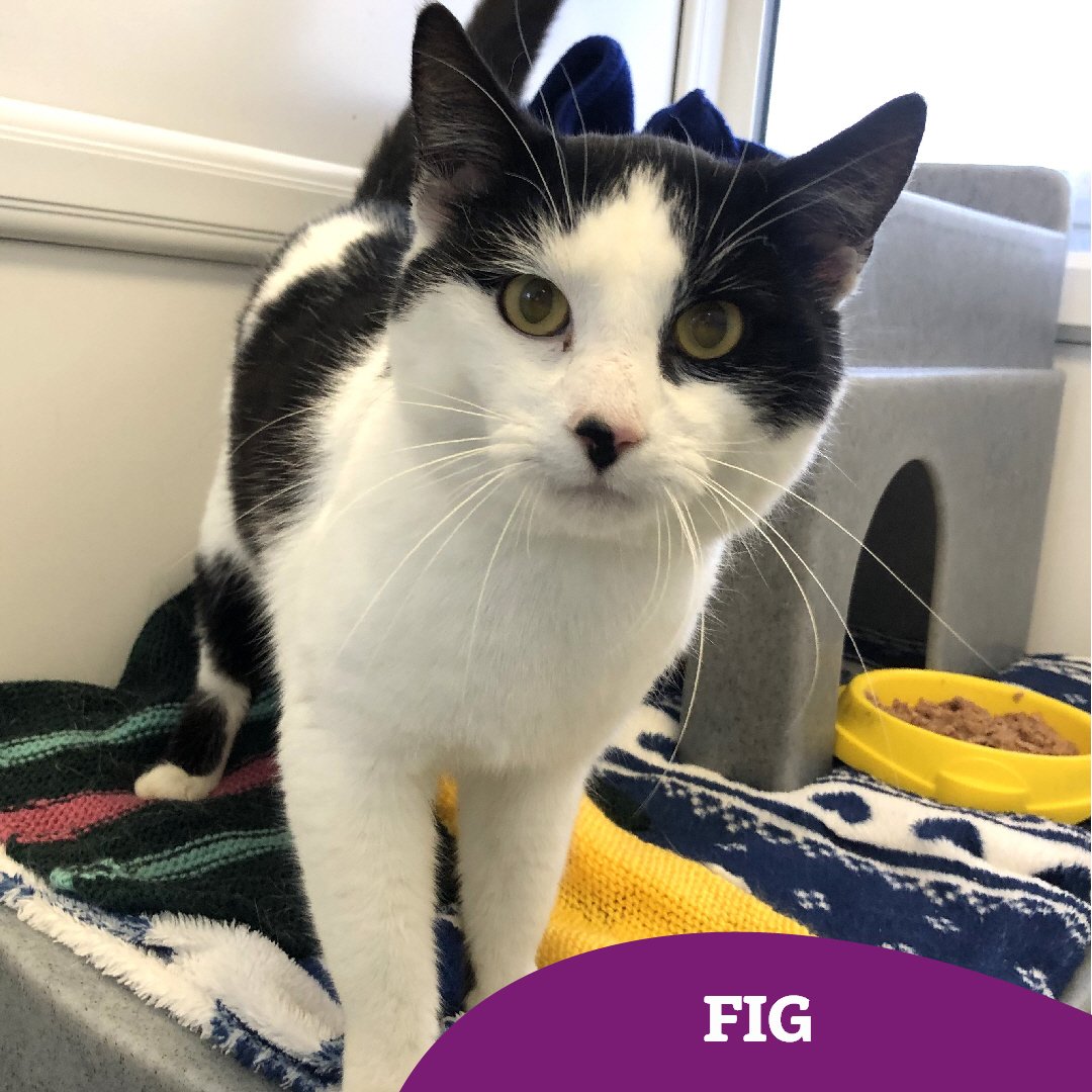 1 year old Fig is looking to fly solo and be the only pet in his next #fureverhome 🏡

Fig is an incredibly sweet little lad, who's just a bit shy at the moment! He has so much love to give, he just needs a family to give it to ❤️

Find out more 👇🏻 
cats.org.uk/findacatform/?…