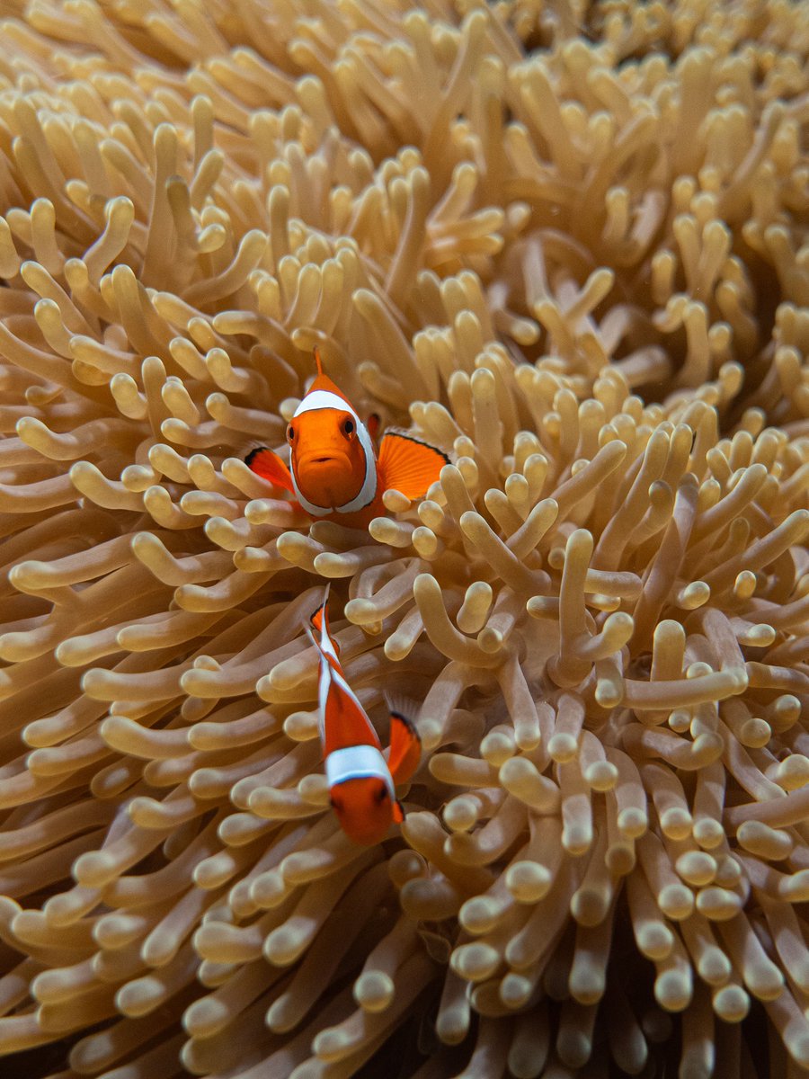 영 🕯️ tweet media