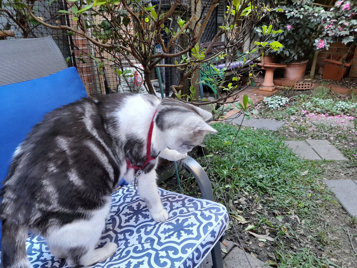Diary of a cat servant: Ella said 'Yes I approve of the new chairs, Wombat but I have to go, there's a little lizard down there I need to have a word with.