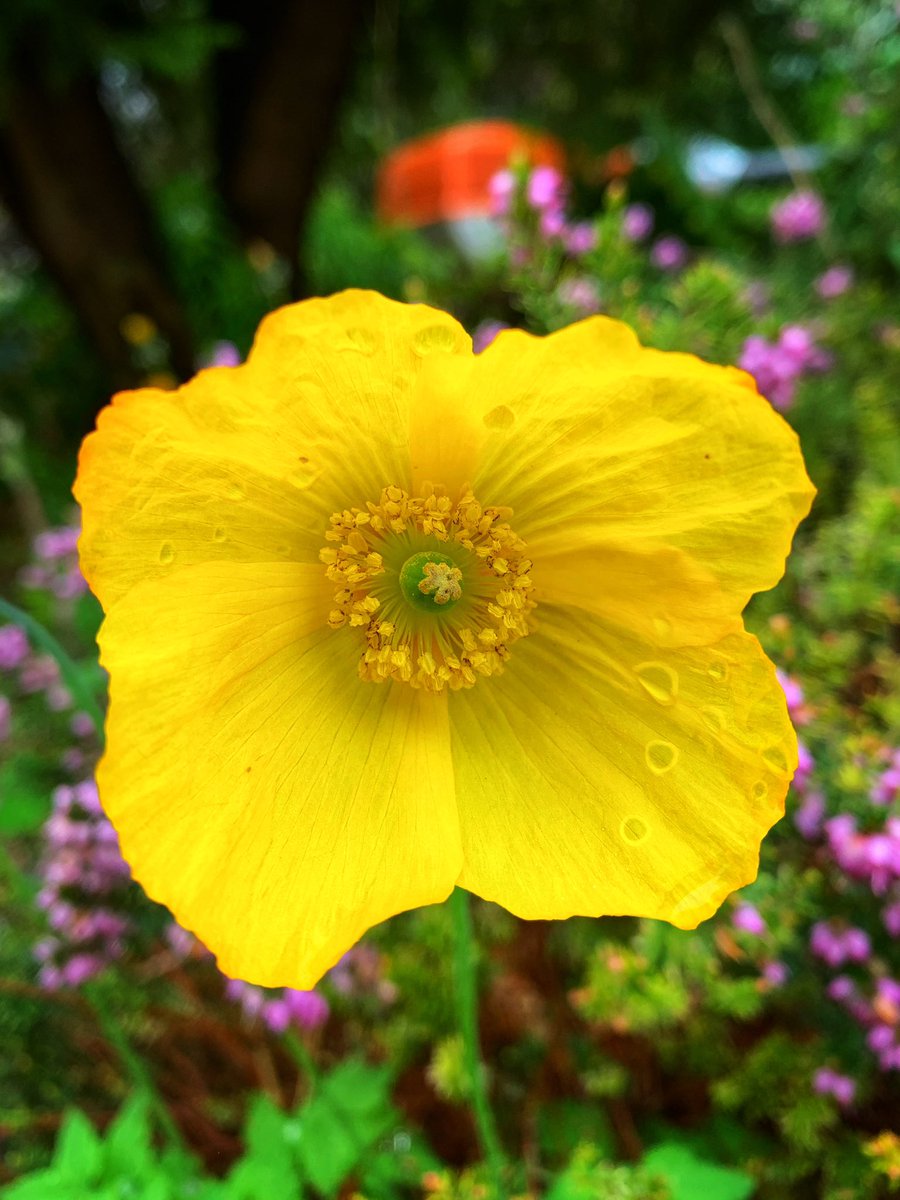 Another wet one out there today! Luckily not working. Here’s something yellow to brighten the mood! Have a lovely Sunday whatever you may be doing? #SundayYellow #GardeningTwitter #GardeningX #Rain #UKSpring #SundayVibes