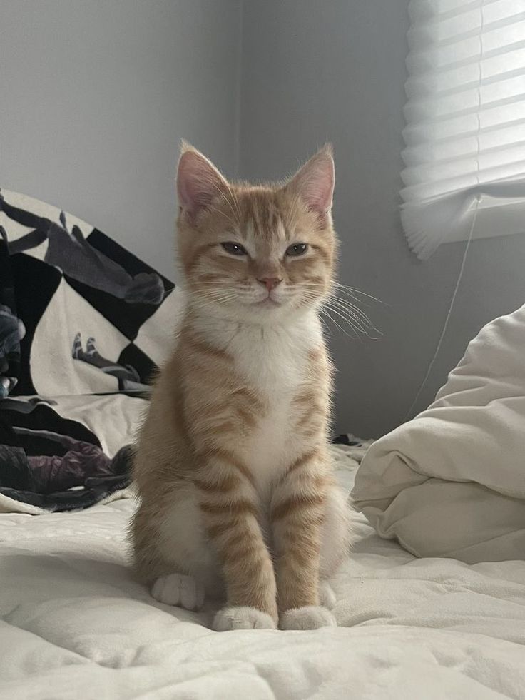 Posts Of Cats (@postsofcats) on Twitter photo 