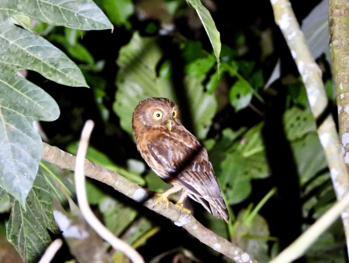 Luzon hawk-owl (Ninox philippensis)
Mount Banahaw, Quezon
April 2024

#luzonhawkowl #luzonboobook #bird #raptor #owl #birdwatching #birdphotography #birdphoto #nature #wildlife #birding #natureohotography
