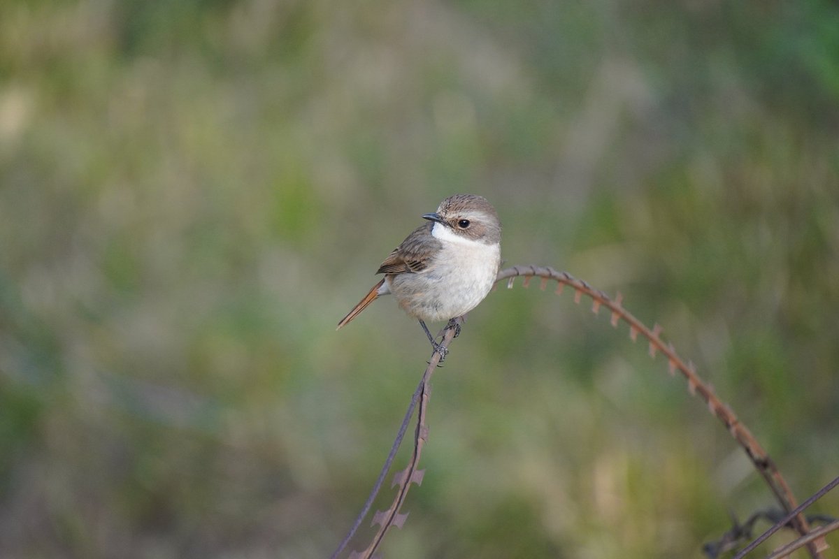 Life on wire
#sparrow 
#photooftheday #picoftheday #birds #NaturePhotography #NaturalBeauty #savebirds
