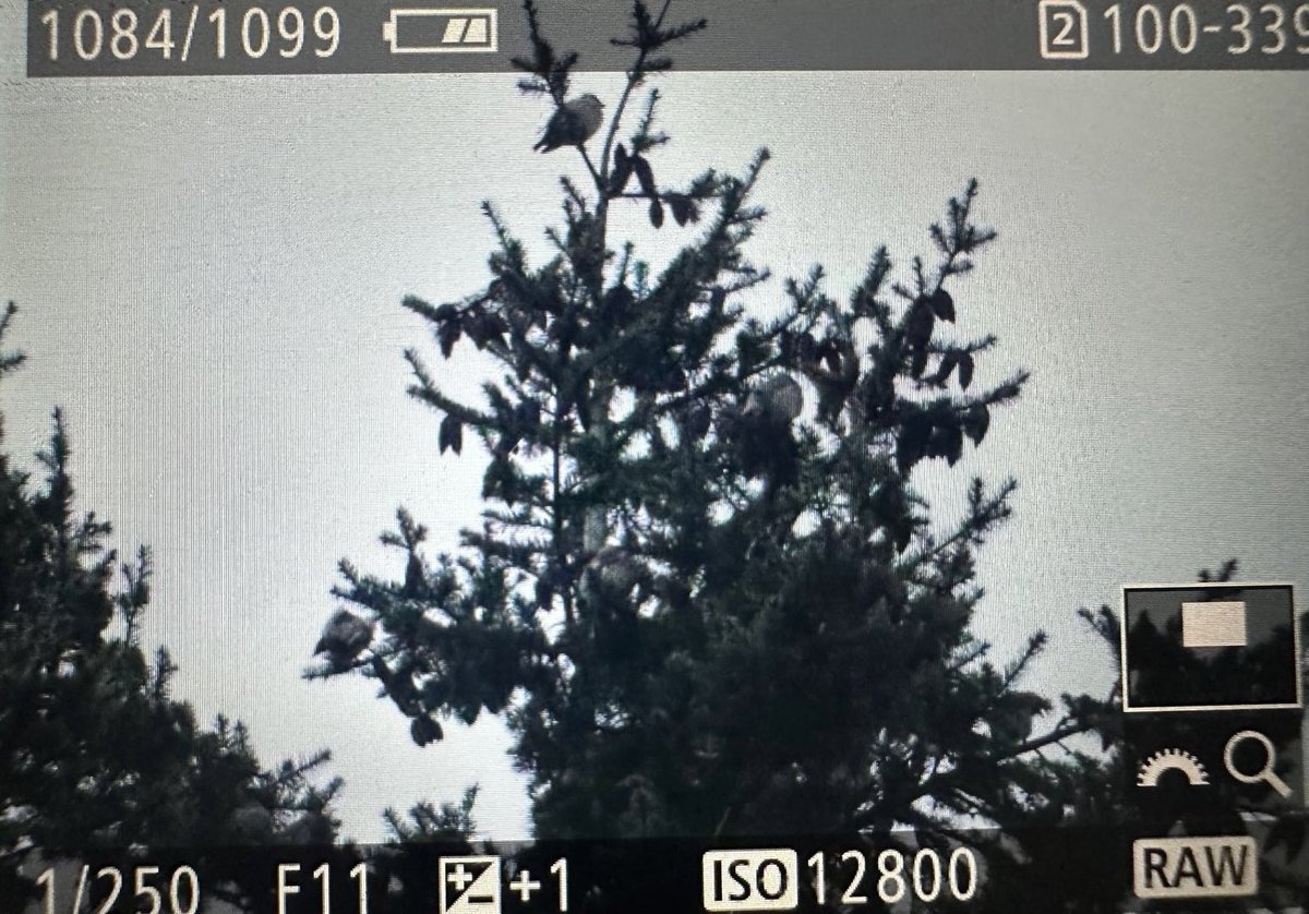Gregmabbs's tweet photo. Highnam wood 1 Nightingale singing a surprise flock of 15 Waxwing calling and flying out of their roost. #Glosbirds #recordshot https://t.co/Bmz5xVtsVA
