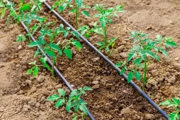 Open-field tomato cultivation is the most used method of farming tomatoes in Nigeria. Under this method, tomatoes are grown in open fields under natural ecological conditions. This means that farmers using this method tend to rely on prevailing weather patterns to plant the…