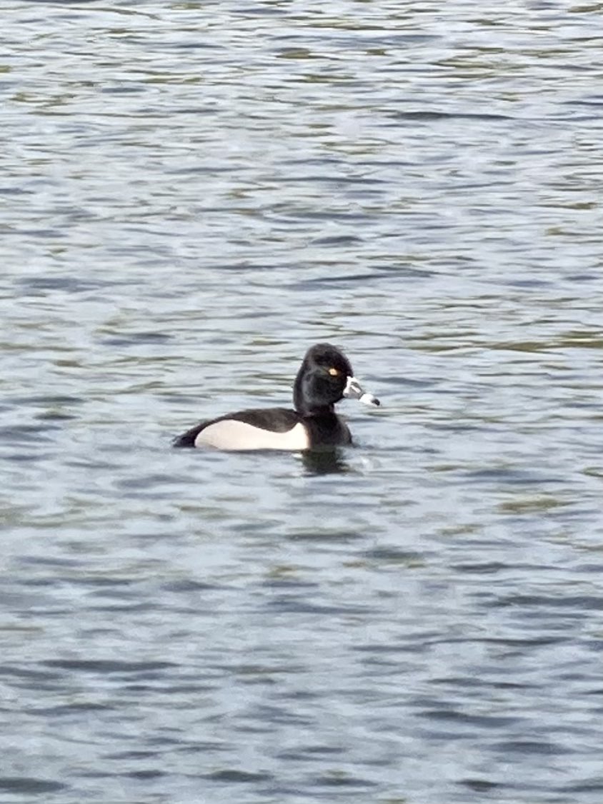 Slapton - drake Ring Necked Duck 950am below Slapton Bridge viewed from middle car park - Common Sand at the bridge , GND offshore, 20 Dunlin north along beach, c12 Swifts and drake Pochard Torcross - nearby at Beesands - Common Sand, drake Pochard then flew off , Whitethroat