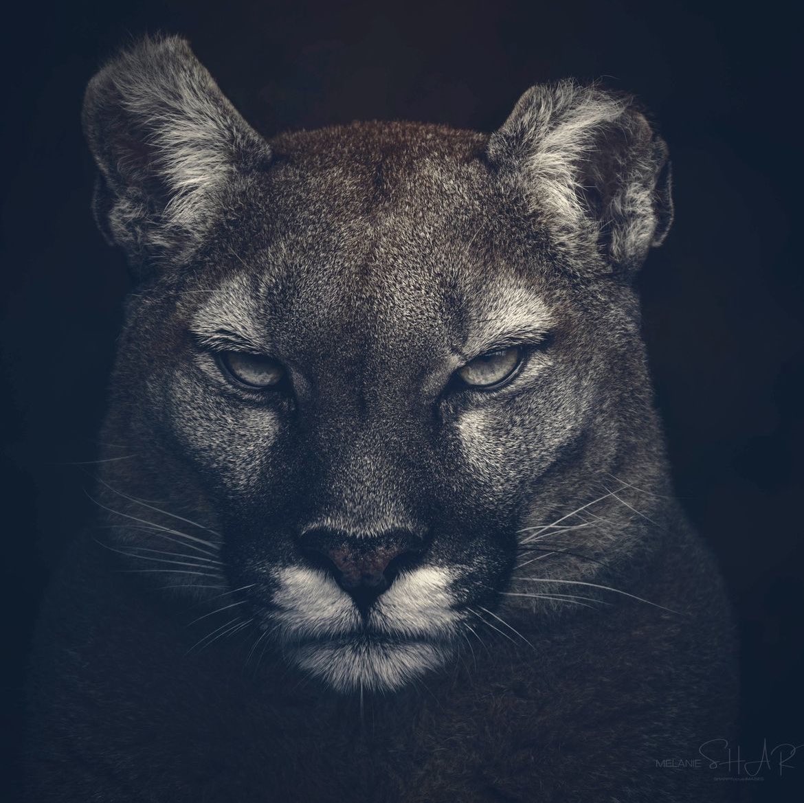 Puma, photographed by Instagrammer sharpfocusimages 

etsy.com/uk/shop/SHARPf…

#sheclicksnet #femalephotographers #women #photography #femalephotographer #animalphotography #mammal #bigcat #puma