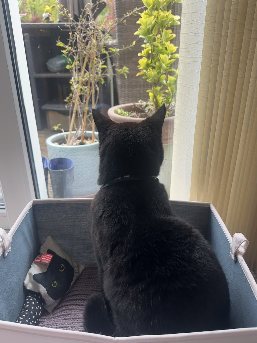 Good morning furiends! 😺 I was up and out early today but it’s very damp out there 💦 so I’m back in now and staying dry with a #CatBoxSunday #Hedgewatch MEOW shift 🪟 📦