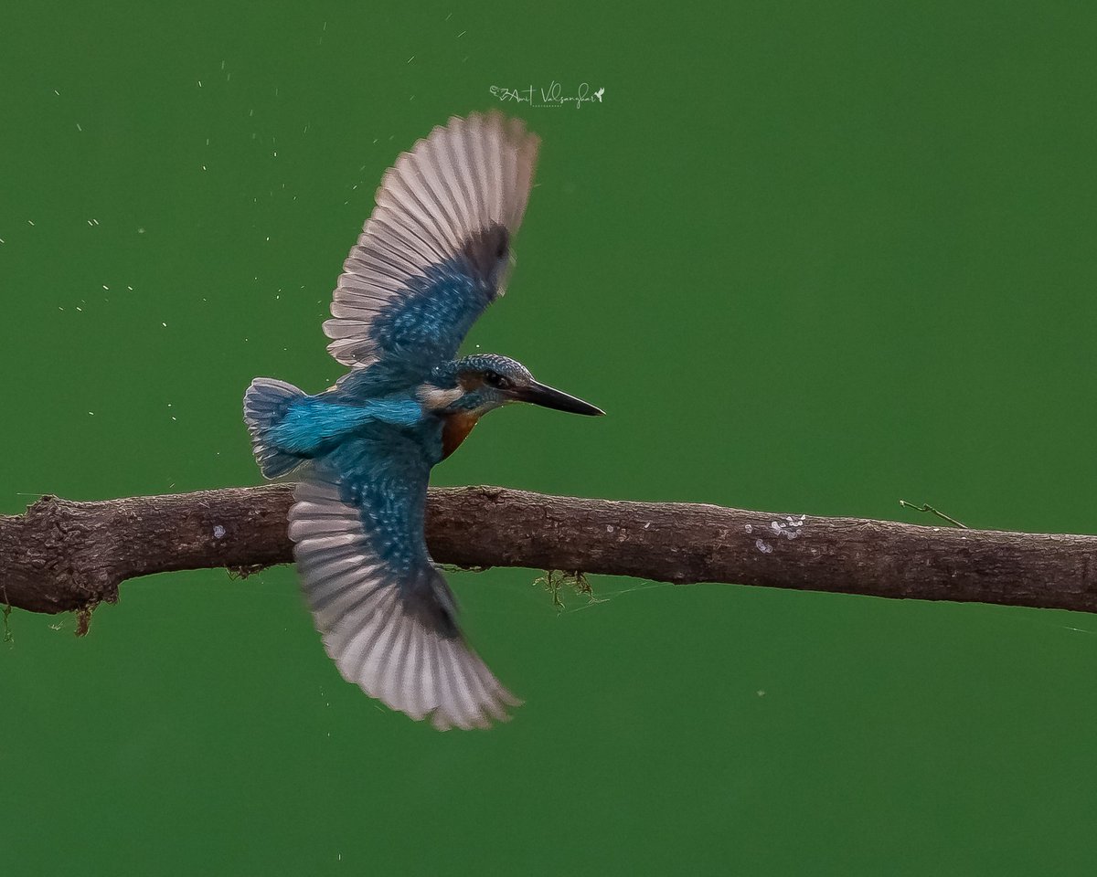 Small blue KF #blue #kingfisher #BirdsSeenIn2024 #IndiAves #ThePhotoHour #birds #birdphotography #ngtindia #NaturePhotography #BBCWildlifePOTD #TwitterNatureCommunity @IndiAves #birdwatching @BirdPlanets #bird #BirdsOfTwitter @NatGeoIndia @natgeowild #aves #action #kingfishers