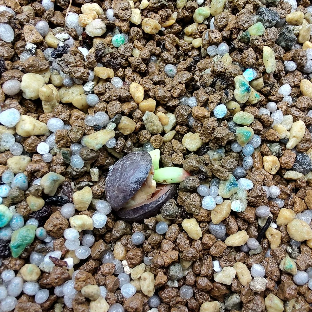 セラトザミア　ロブスタ　大株 セラトザミア ロブスタ 大株 セラトザミア ロブスタ 大株 セラトザミア