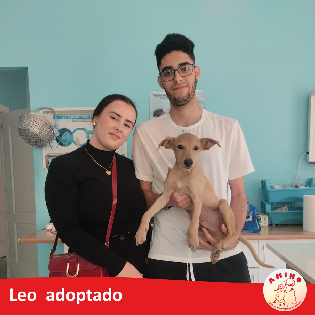 El buenazo y juguetón cachorro Pini ahora se llama LEO y ha sido felizmente adoptado.
Gracias Camelia y Adrian, que seáis muy felices juntos.
¡¡¡¡Ya sabéis, adoptar es la mejor satisfacción que existe!!!! 
#nocompresadopta #stopabandonos #amikoprotectora
