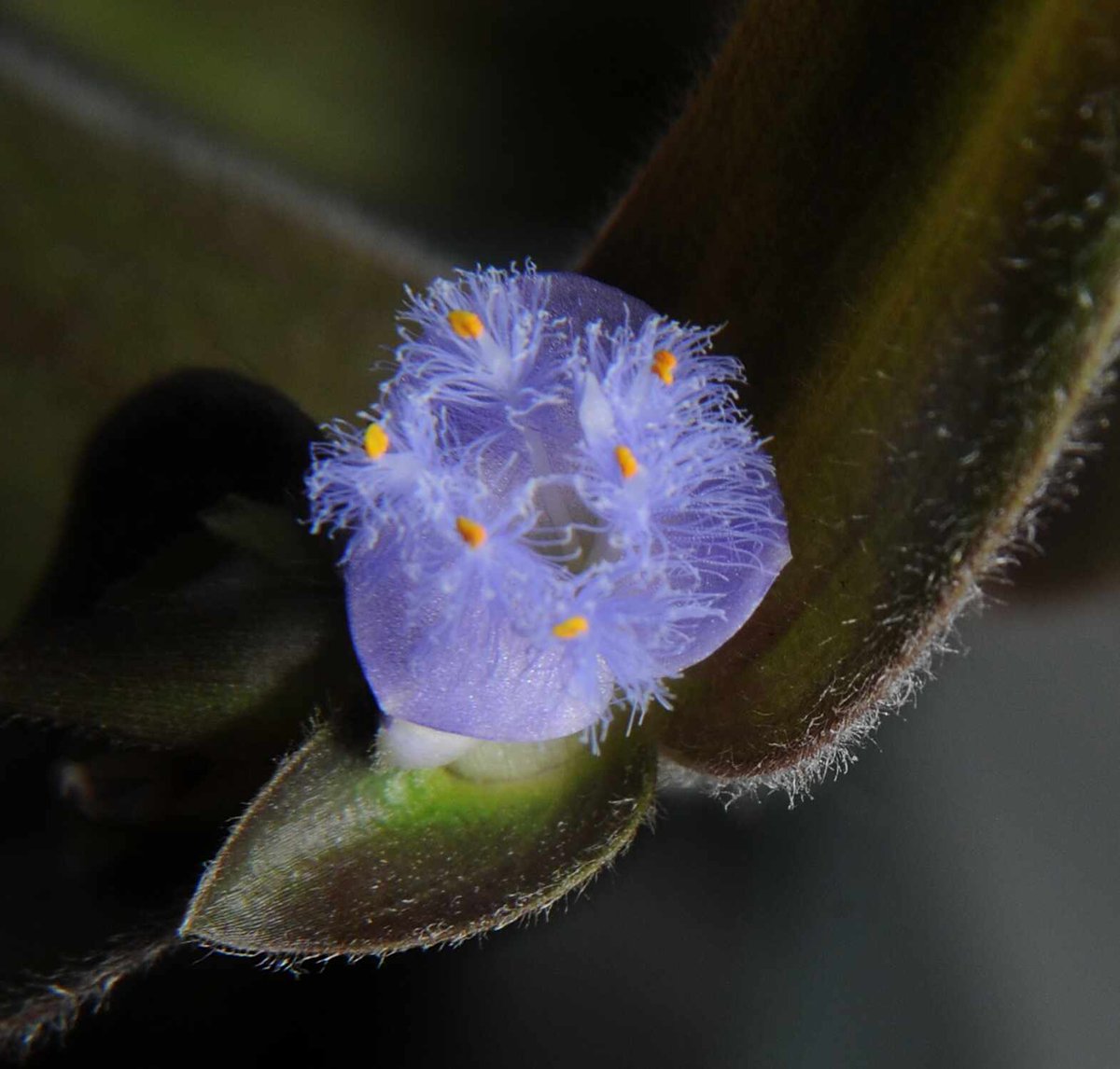 The 'doll's powderpuff' flowers of the Cyanotis villosa on my kitchen windowsill. Small but exquisitely formed! #flowers #houseplants #garden