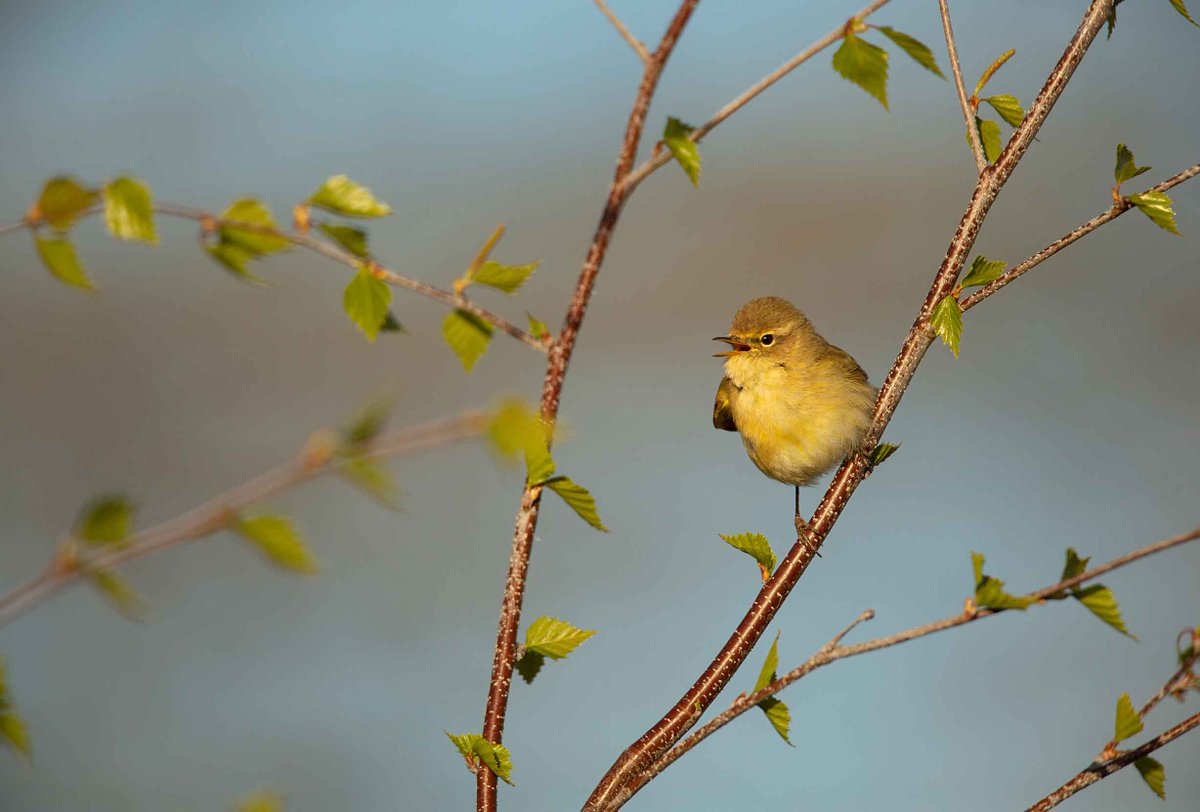 It's a wonderful time of year to enjoy a Dawn Chorus. If you are looking for a local #DawnChorus event, please check out the link below for one taking place at Coed Llandegla on 5 May. Booking is essential. events.rspb.org.uk/events/71707#a…