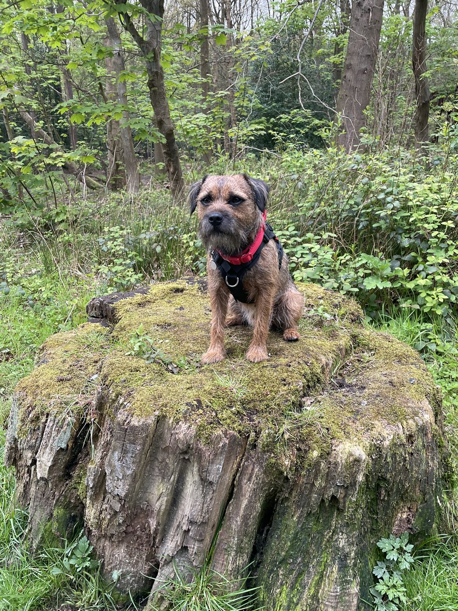 BodhiSattvas21's tweet photo. On vis mornins walk wiv Mamms we founded vis stump. Ov course we hads to stop so I could proudly represent us BT’s #stumpclub misshun. #btposse #bodhi #forhamish https://t.co/uvtv2yRsWR