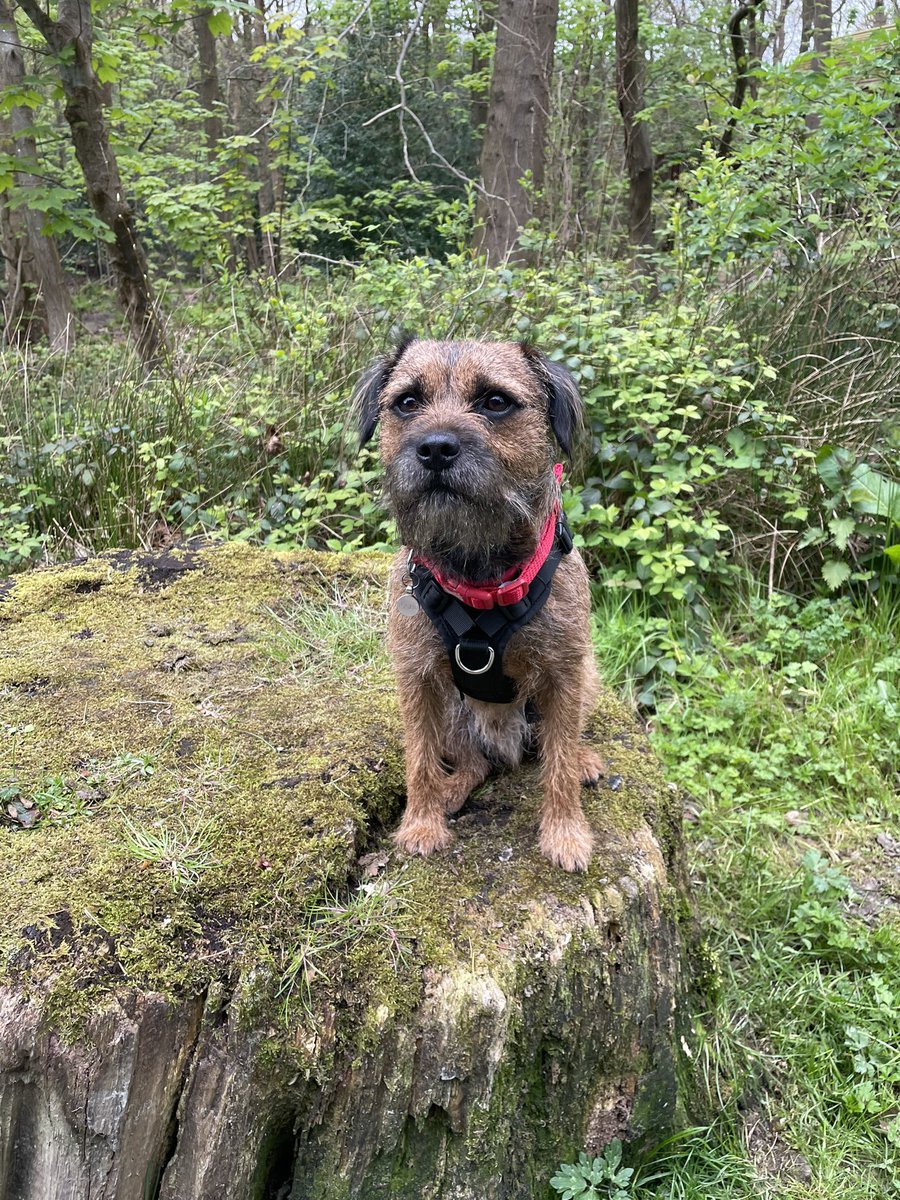 BodhiSattvas21's tweet photo. On vis mornins walk wiv Mamms we founded vis stump. Ov course we hads to stop so I could proudly represent us BT’s #stumpclub misshun. #btposse #bodhi #forhamish https://t.co/uvtv2yRsWR