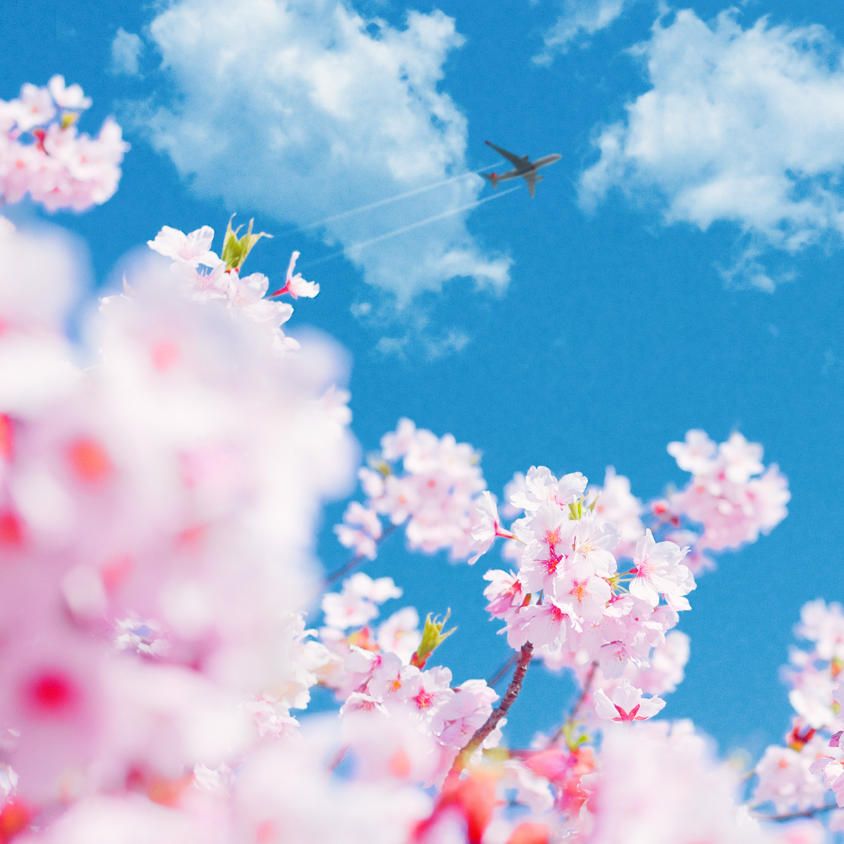 ✈️ The rejuvenated nature is calling us for new discoveries with the arrival of spring! #TurkishAirlines
