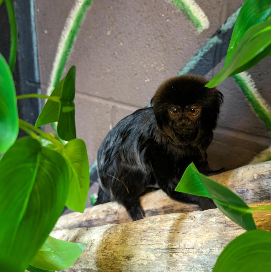 Have you met Rosa? A Geoldi's monkey, Rosa arrived from Blackpool Zoo earlier this year and is now one of our residents at Northumberland College Zoo. Come and see how she's settled in! 🐒 #AnimalOfTheWeek #AnimalManagement #VisitNorthumberland #AnimalConservation