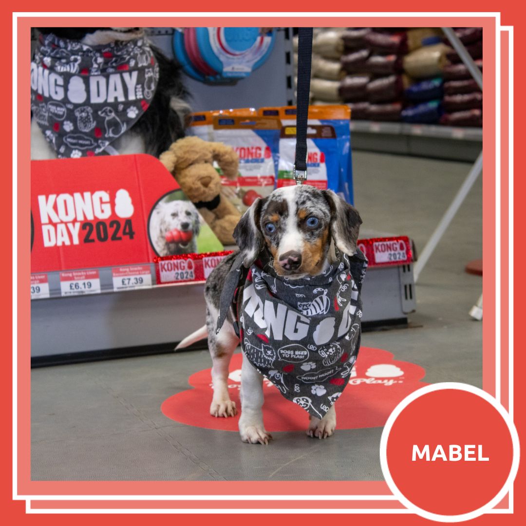 RookesPetProducts tweet media